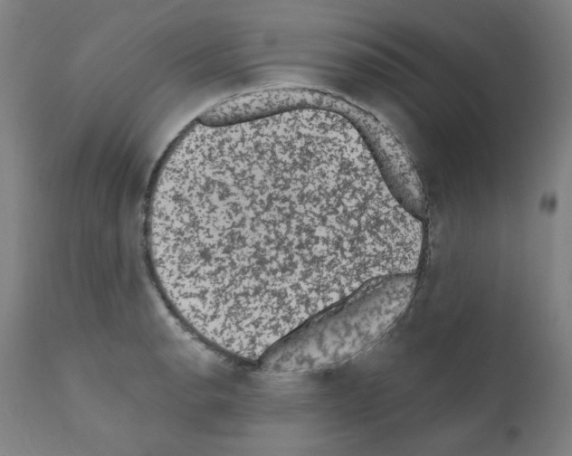 X0000110941134200907311010