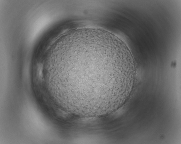 X0000110941150200907311010