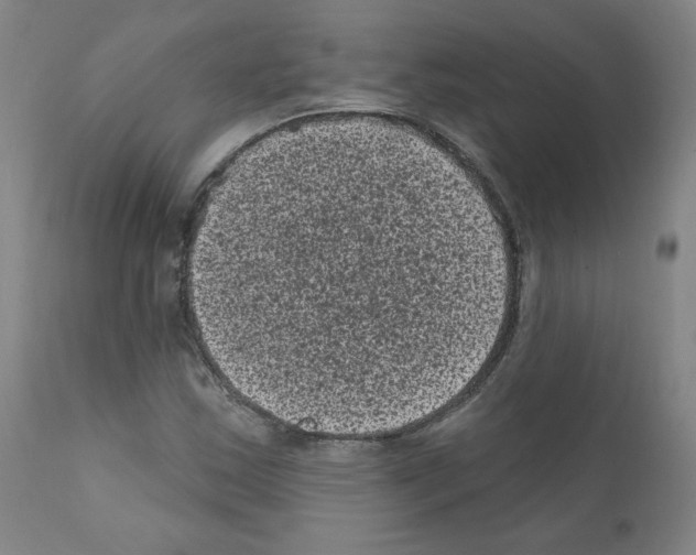 X0000110941163200907311010