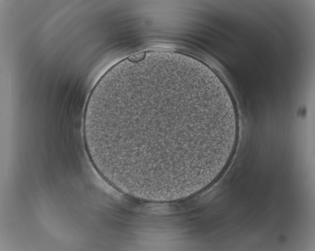 X0000110941194200907311009