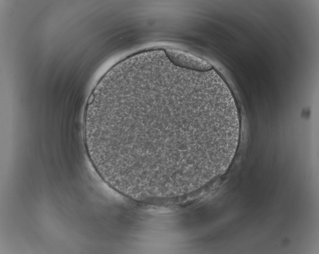 X0000110941199200907311009