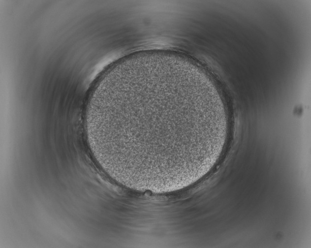 X0000110941210200907311009