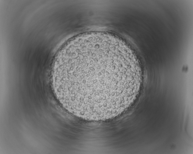 X0000110941212200907311009