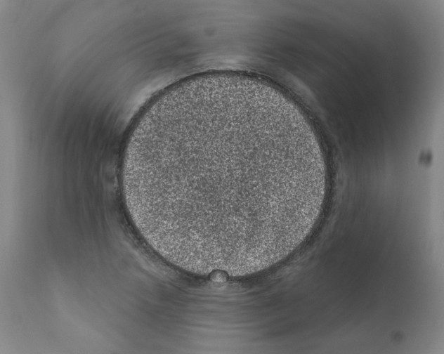 X0000110941218200907311009