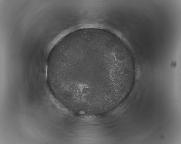 X0000110941221200907311009
