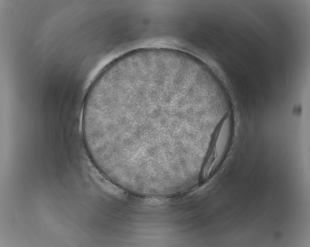 X0000110941224200907311009