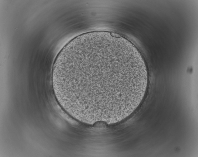 X0000110941236200907311009