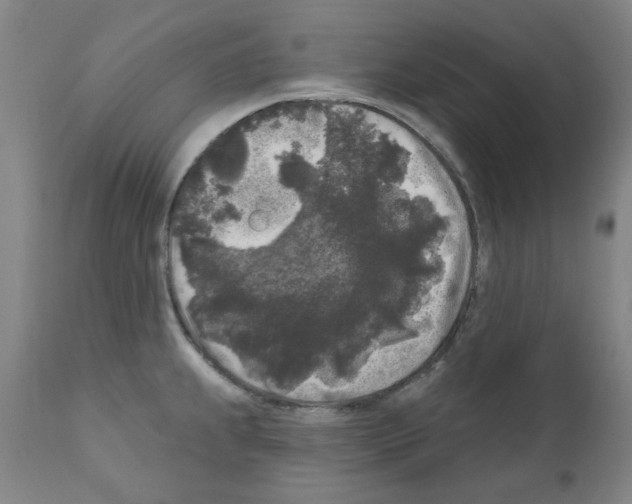 X0000110941239200907311009
