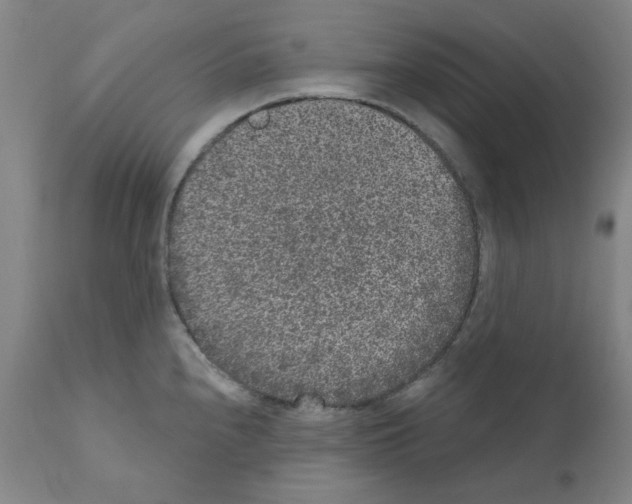X0000110941240200907311009