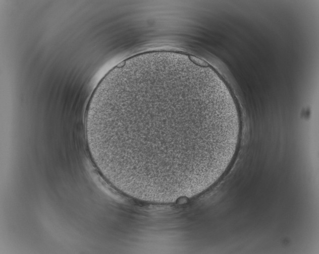 X0000110941242200907311009