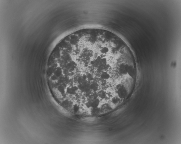 X0000110941245200907311009