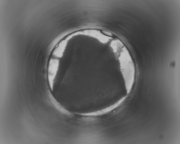 X0000110941246200907311009