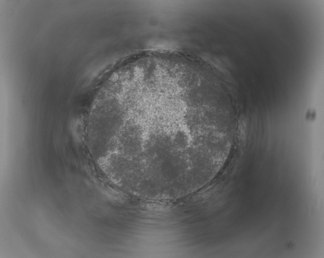 X0000110941254200907311008