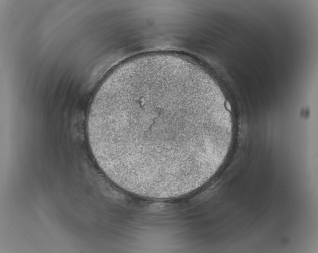 X0000110941265200907311008