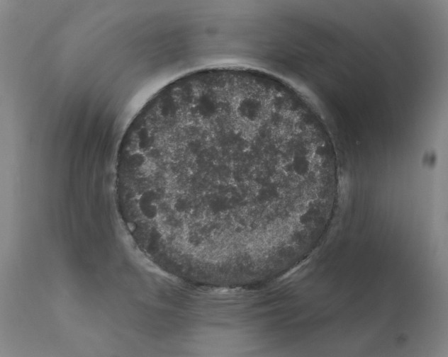 X0000110941279200907311008