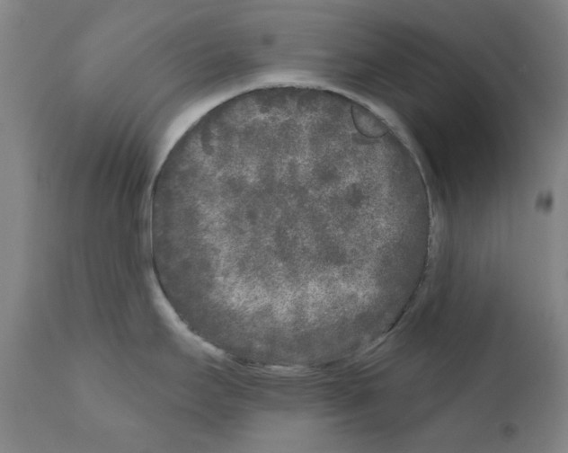 X0000110941295200907311008