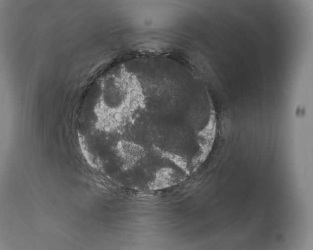X0000110941297200907311007