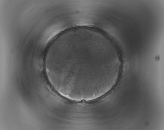 X0000110941306200907311007