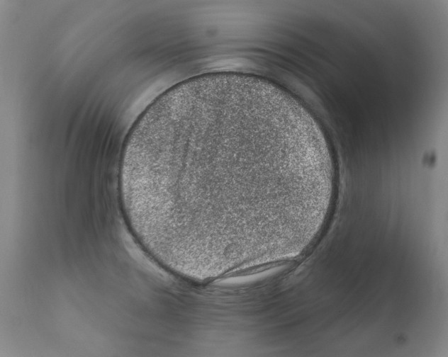 X0000110941330200907311008