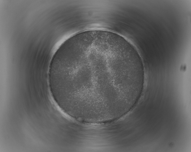 X0000110941333200907311008