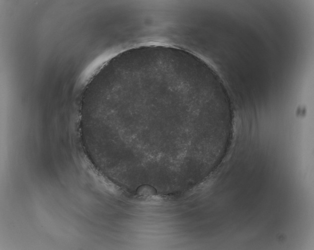 X0000110941359200907311007