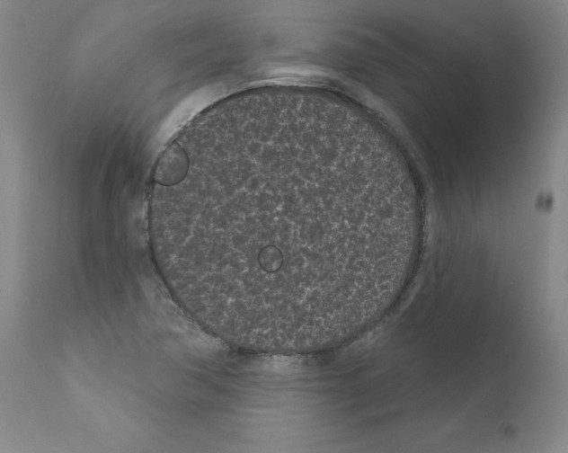 X0000110941362200907311007