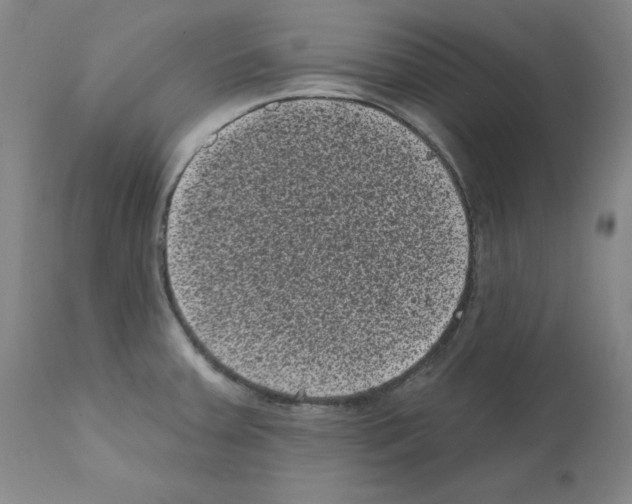 X0000110941379200907311007