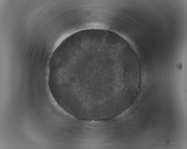 X0000110941383200907311007