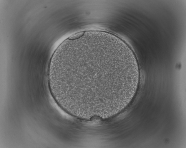 X0000110941387200907311006