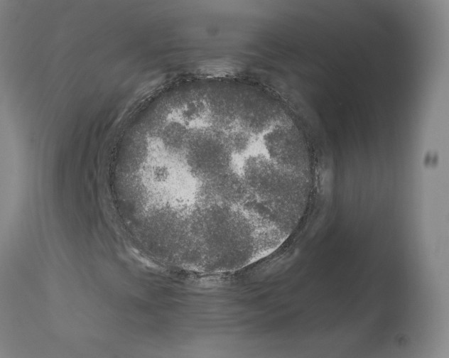 X0000110941393200907311006