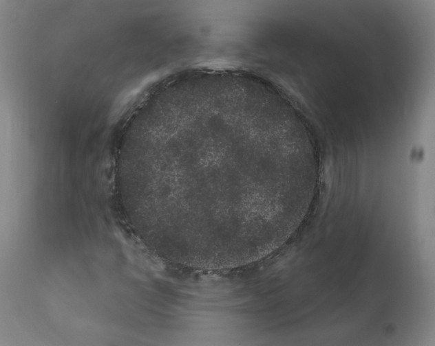 X0000110941398200907311006