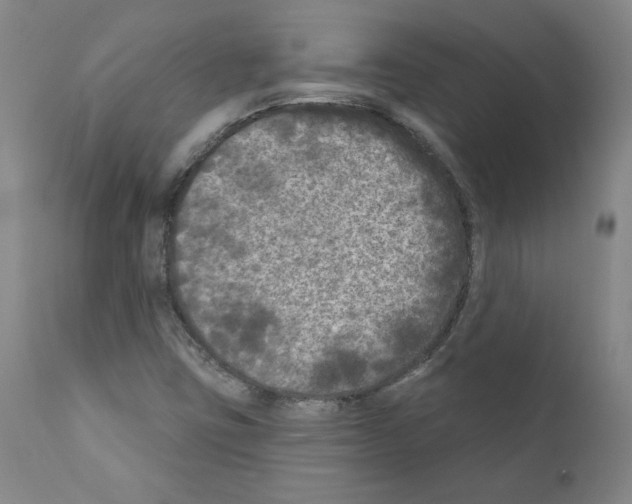 X0000110941403200907311006