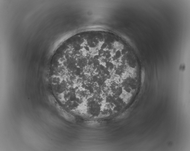 X0000110941405200907311006