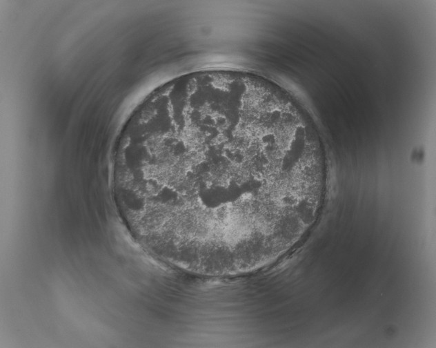 X0000110941419200907311006