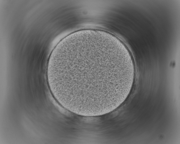 X0000110941437200907311006