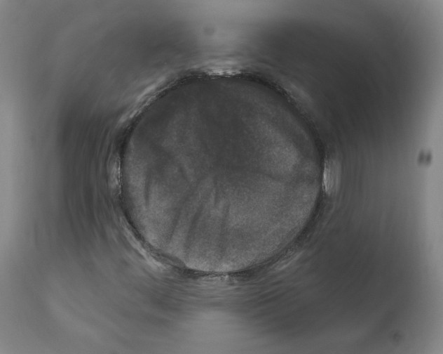 X0000110941444200907311006