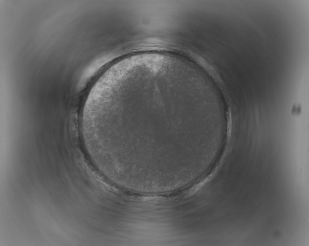 X0000110941453200907311006