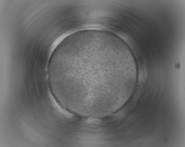 X0000110941466200907311005