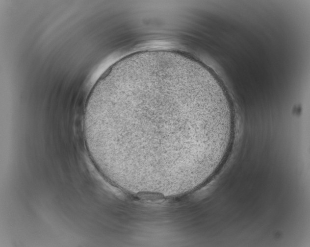 X0000110941473200907311005