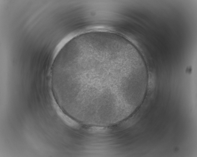 X0000110941474200907311005