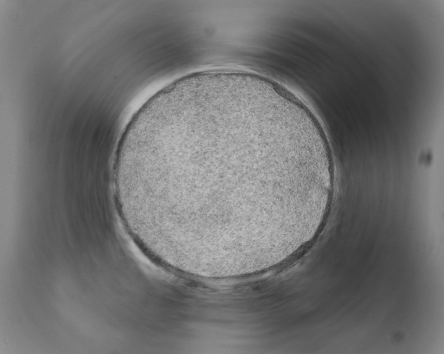 X0000110941485200907311005