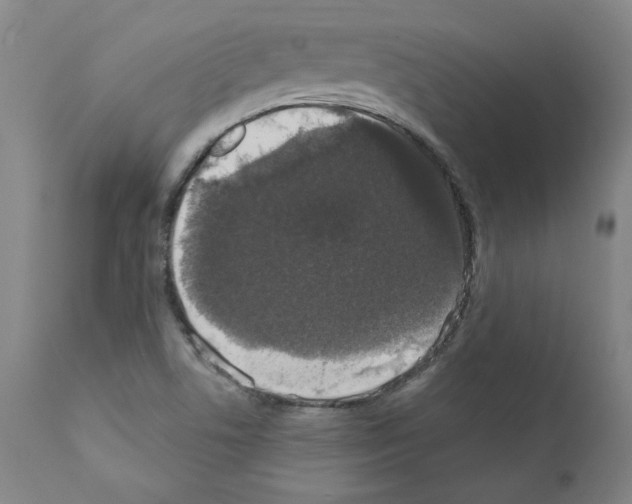 X0000110941506200907311004