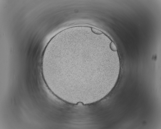 X0000110941526200907311005
