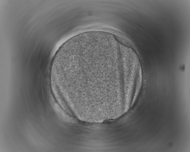 X0000110941530200907311005