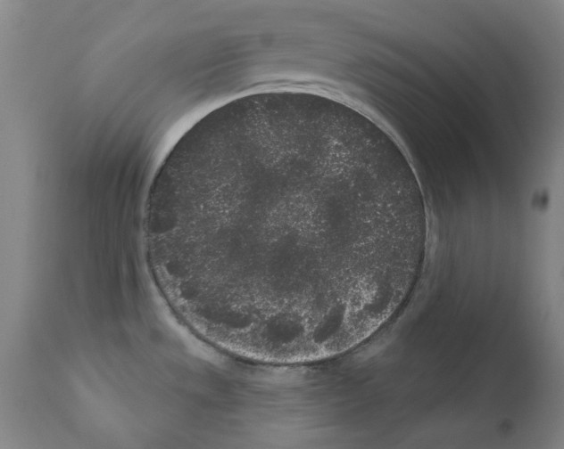 X0000110941533200907311005
