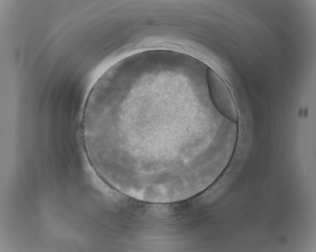 X0000110941536200907311005