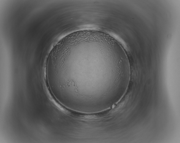 X0000110951383200906191242