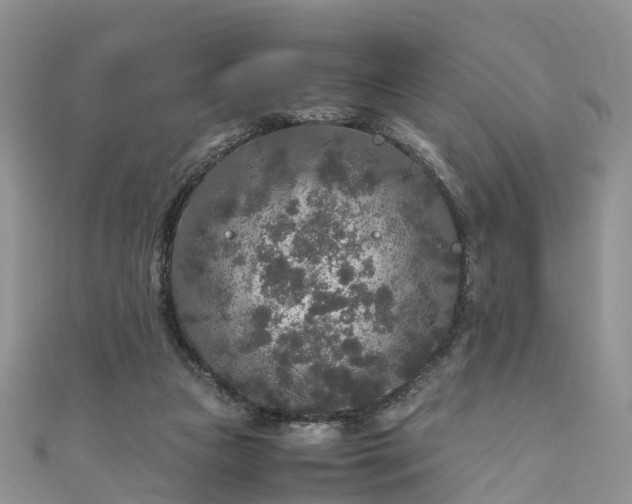 X0000110950161200906261328