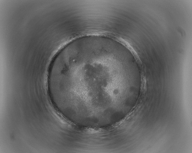 X0000110950346200906261325