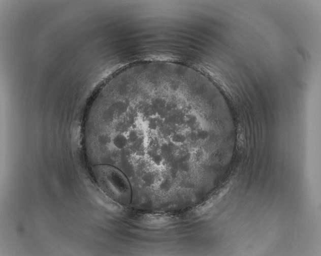 X0000110950351200906261325